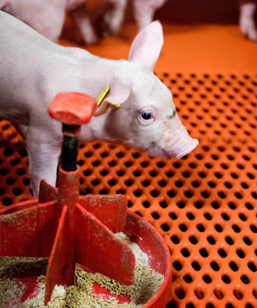 <strong>How to keep weaned pigs healthy when feeding no zinc additives</strong>